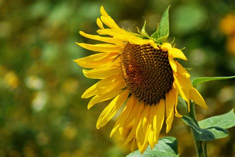 Free Images Nature Blossom Field Petal Bloom Summer Botany