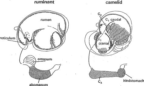 Figure 1 from Particularities in forestomach anatomy , physiology and biochemistry of camelids ...