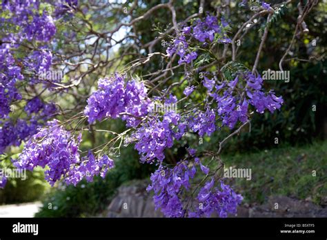 Jacaranda Tree Flower