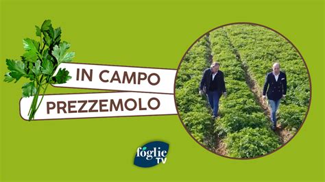 In Campo Alla Scoperta Del Prezzemolo Foglie Tv