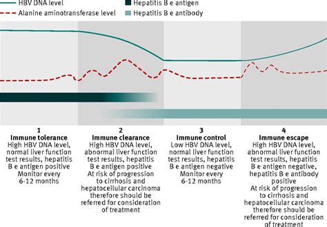 Ordering And Interpreting Hepatitis B Serology The Bmj