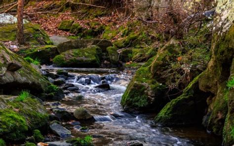 Water Stream Rocks Algae Stones Tree Branches Leaves Autumn HD Nature