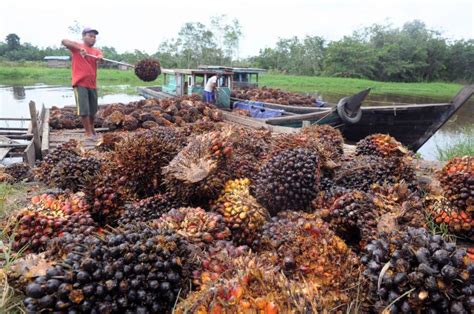 Sumbar Ekspor Ribu Ton Bungkil Sawit Ke Selandia Baru Pt Intinusa