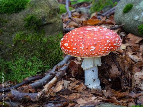 Amanita Muscaria Aka Fly Agaric Is A Red Spotted Poisonous Mushroom