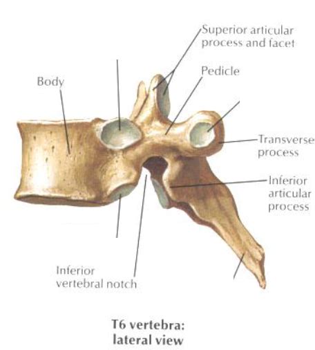 Typical Thoracic Vertebrae Lateral Diagram Quizlet