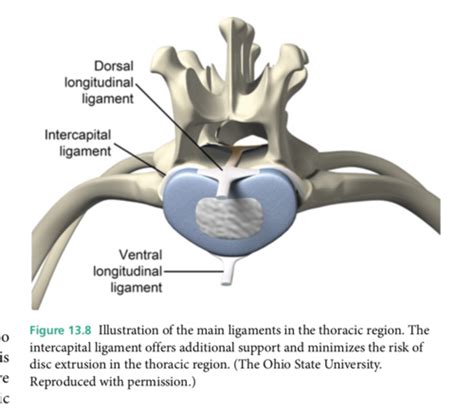 Dewey Chapter 13 Myelopathies Disorders Of The Spinal Cord