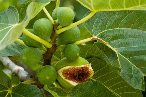 More Figs Please Methods Of Fig Propagation Philadelphia Orchard Project