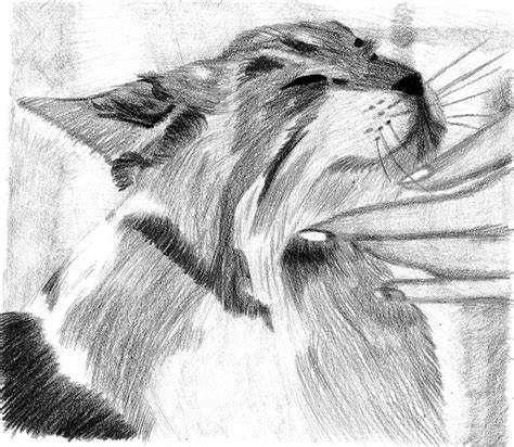 Cat Shading by Roxio41-50 on DeviantArt