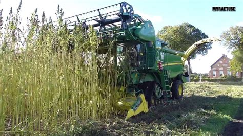 Harvesting Hemp Seed Youtube