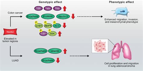 Scheme Of Proposed Nucb Mediated Signaling Pathways In Colon Cancer