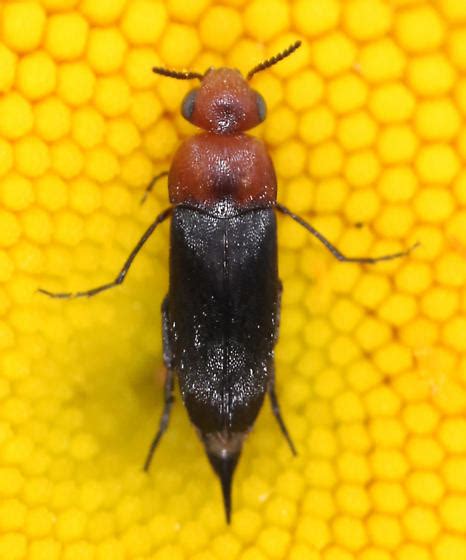 Tumbling Flower Beetle Mordellistena Cervicalis Bugguidenet