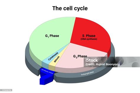 Siklus Sel Mitosis Dan Siklus Interfase Sel Pemisah G1 S G2 Sitokinesis