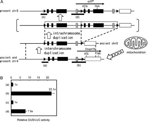 Schematic Representation Of Promoter Acquisition By The Rpl Gene