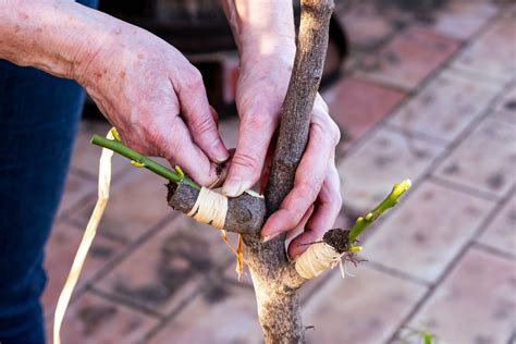 Guide Pratique Greffer Un Citronnier En Toute Simplicit