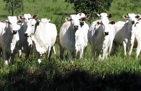 Diminuição de fêmeas no abate de bovinos em 2015 Agron Agronégocios