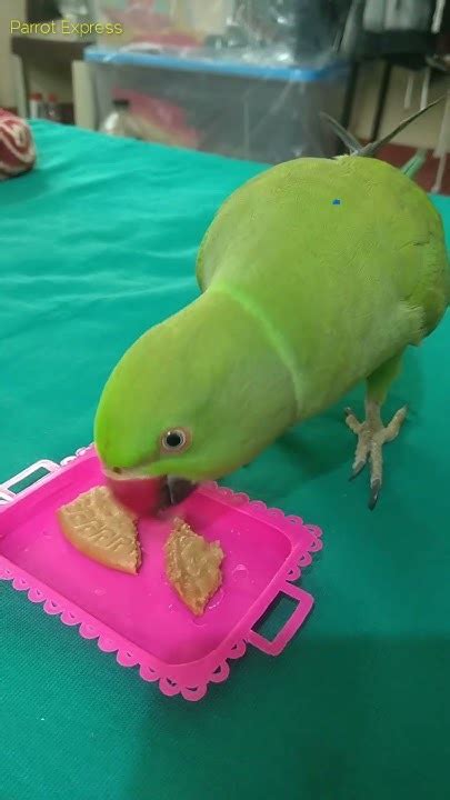 Parrot Eating Youtube