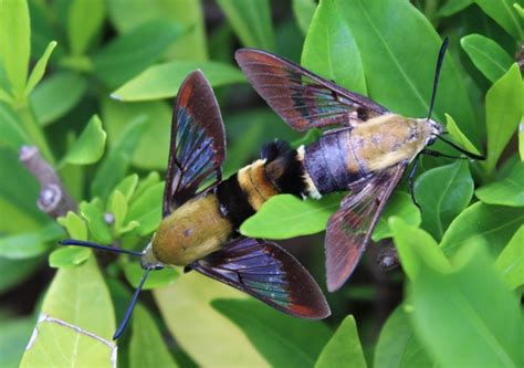 Hummingbird Moth, description, identification, characteristics, size, photographs