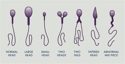 Semen Analysis Fertility Testing At Kindbody