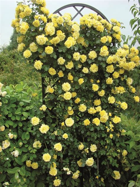 Trusted Climbing Rose Supports Classic Garden Elements