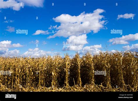 Corn field during harvest Stock Photo - Alamy