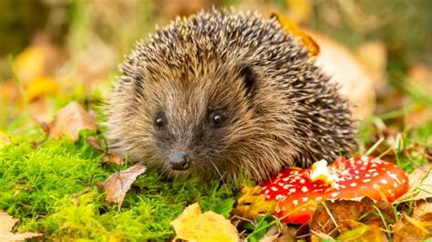 Der Igel Lebensraum Futter Feinde Winterschlaf