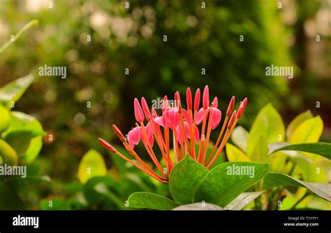 Spike inflorescence hi-res stock photography and images - Alamy