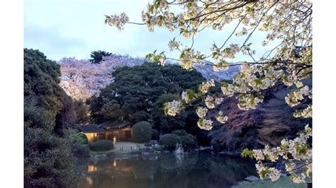 博物館でお花見を