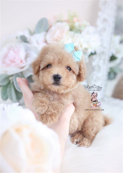 Apricot Toy Poodle Puppies Teacup Puppies Boutique