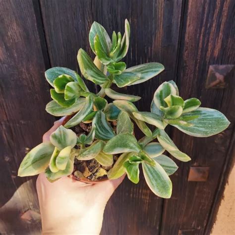 Crassula Ovata Obliqua Variegated Tricolor Variegata Jade Plant