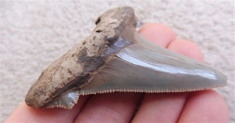 Otodus Angustidens Shark Tooth Teeth For Sale Megalodon Megalodon