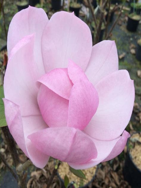 Oderings Garden Centre Deciduous Tree Magnolia Brixton Belle