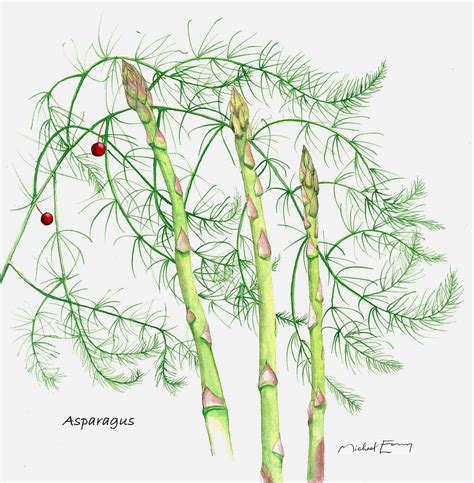 Asparagus Officinalis Asperge La Foret Comestible