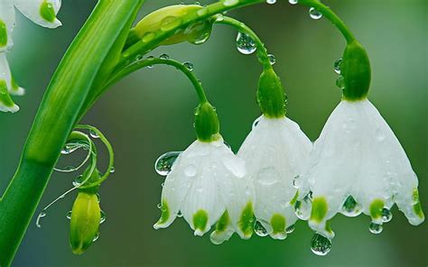 Hd Wallpaper Spring Flowers Drops Of Rain Hd Wallpaper Wallpaper Flare