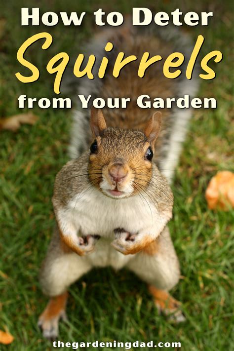 How To Keep Squirrels Out Of Your Garden Artofit