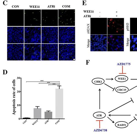 In Vivo Efficacy Of Azd And Azd Mice Bearing Mda