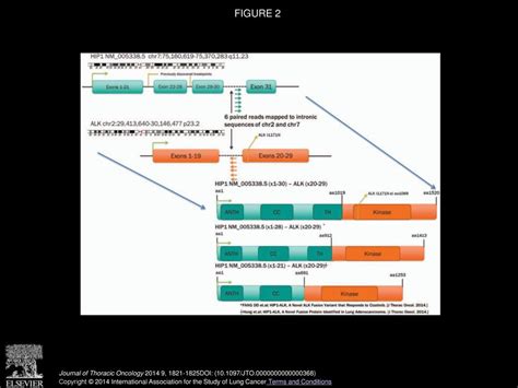 Identification Of A Novel HIP1 ALK Fusion Variant In NonSmall Cell