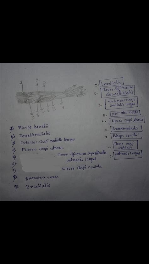 Solved Exercise 13 Review Sheet Art Labeling Activity 3 If Possible