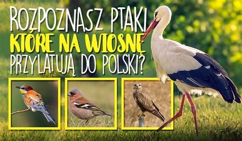 Rozpoznasz Ptaki Kt Re Przylatuj Do Polski Wiosn Samequizy