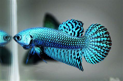 Betta Fish Colors & Patterns - The Aqua Advisor