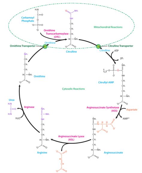 Urea Pathway