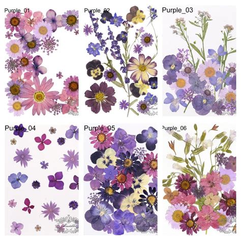 20 PCS SAMPLE PACK Pressed Flowers Dried Flat Flower Packs Etsy