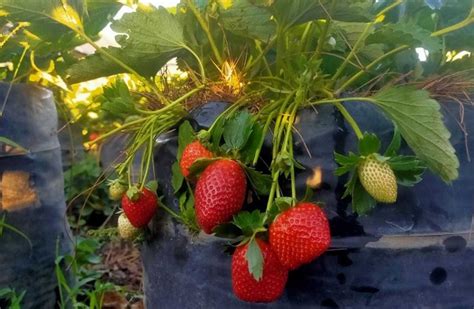 Cara Menanam Strawberry Di Daerah Panas Agar Cepat Berbuah Kicaumania Net