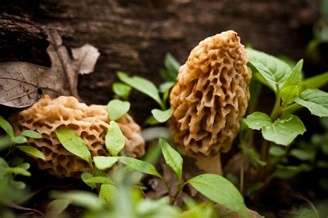 Missouri’s morel mushroom hunting season begins