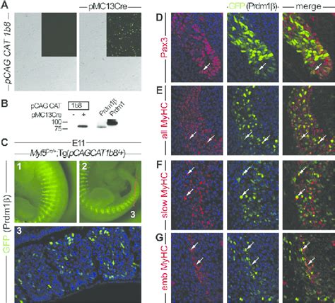 Overexpression Of Prdm1b Does Not Affect Myogenesis A And B