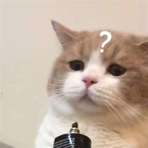 Higher quality version of cat with question mark on head : r/MemeTemplatesOfficial