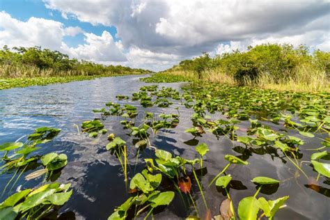 Everglades National Park Swamp Florida Usa Stock Photo Image Of