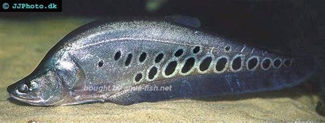 A profile of Clown knifefish (Chitala chitala) with experiences from fishkeepers