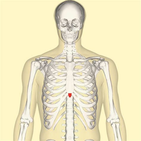 Xiphoid Process Protrusion Causes And Management