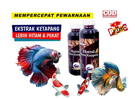 Ekstrak Daun Ketapang Hitam Pekat Perawatan Ikan Cupang Ml Pewarna