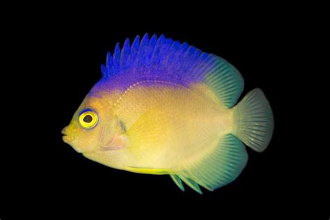 Shop Colini Angelfish Reeftopia Australias Source For Premium Fish